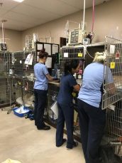 social media1 - RVTs in the ICU