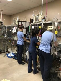 social media1 - RVTs in the ICU