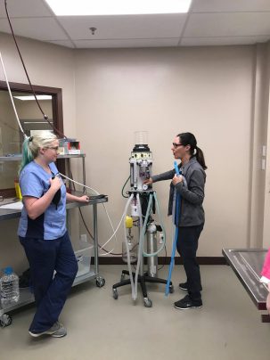social media3 - Experienced RVT teaching ventilator procedures to a Vet Tech Internship student