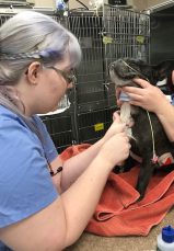 social media5 - intern drawing blood2