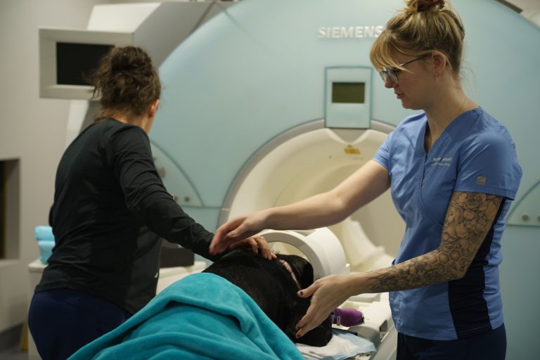 In a veterinary imaging room, two veterinary staff members work together to position a sedated black dog for an MRI scan using a Siemens MRI machine.
