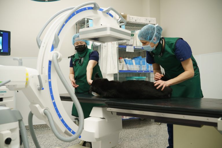 In a sterile veterinary imaging suite, two veterinary professionals wearing green lead aprons, surgical masks, and blue hair covers prepare a sedated black dog for imaging.