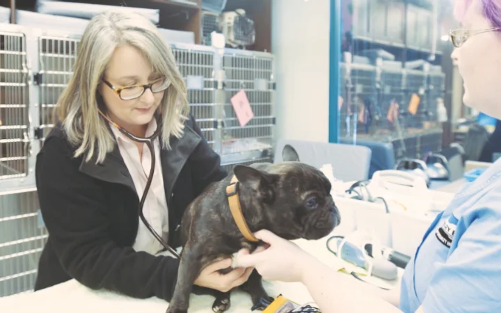 Dr. Sarah Charney, DVM, DACVIM (Oncology), DACVR (Radiation Oncology), Board-certified Oncologist, examining a canine patient.