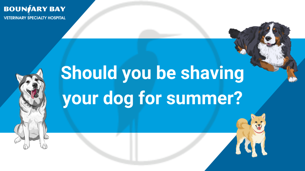 Should you shave your dog for summer? Boundary Bay Veterinary
