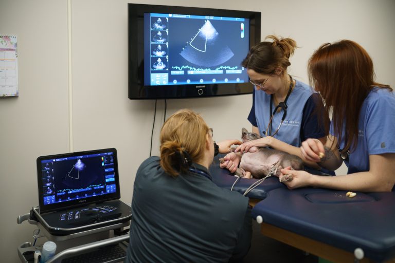 Veterinary team members collaborate in the cardiology department to perform an echocardiogram on a small dog.