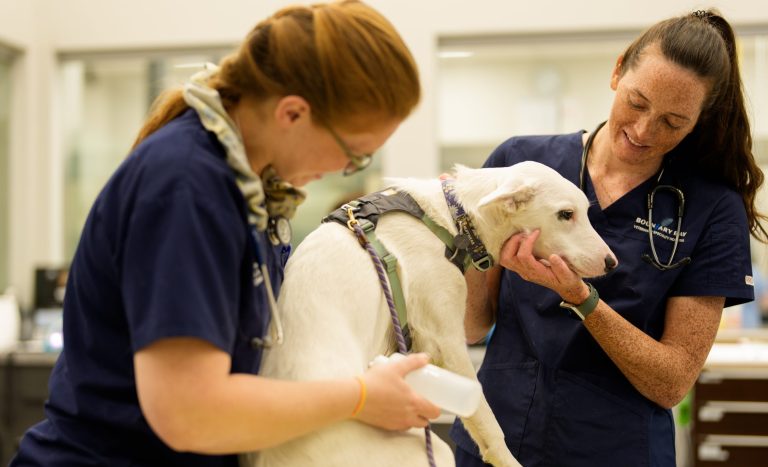 Two veterinary professionals gently handle and examine a dog at Boundary Bay Veterinary Specialty Hospital.