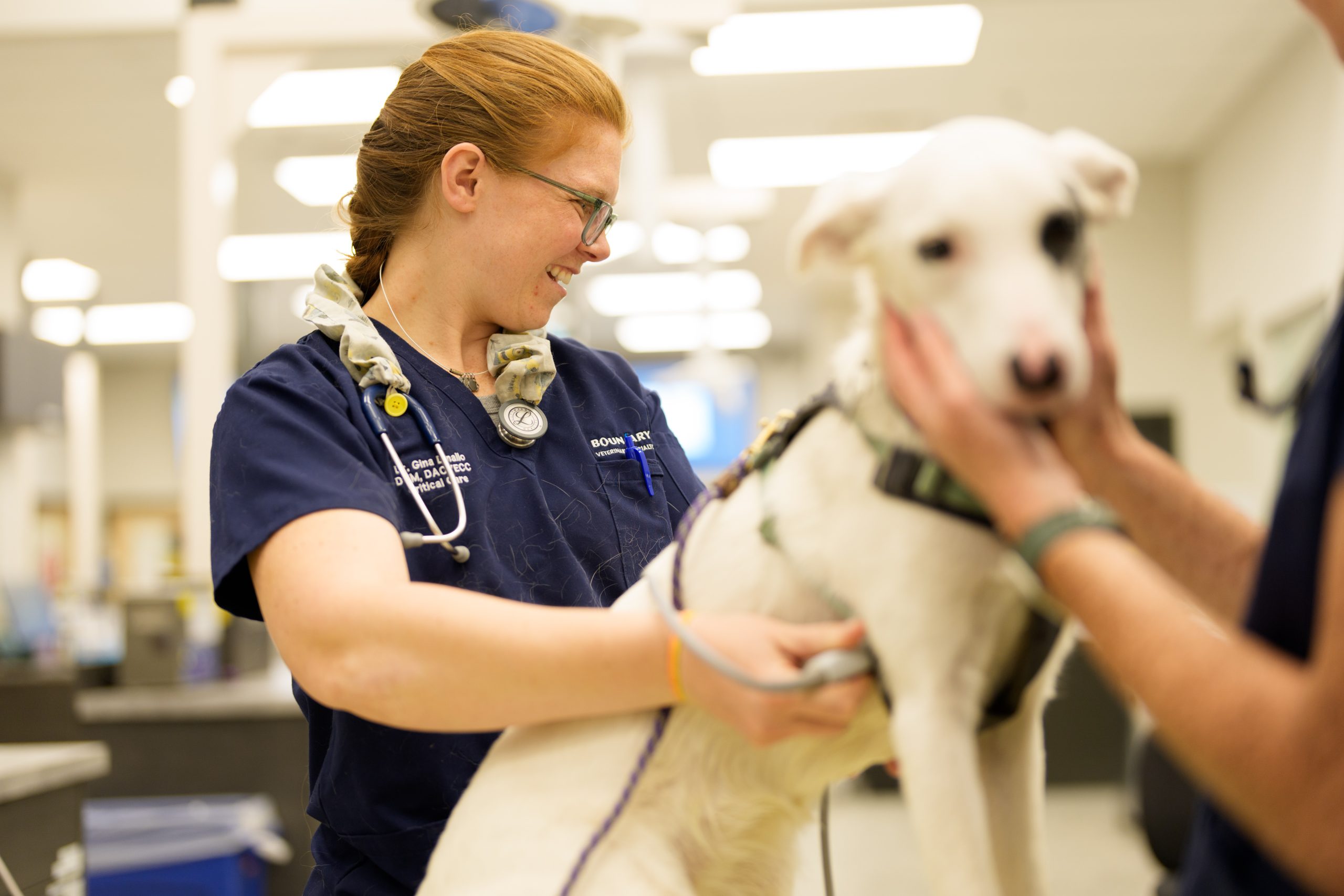 A smiling veterinarian in navy scrubs listens to a white dog’s heartbeat with a stethoscope during an emergency exam.