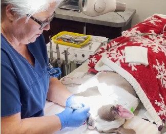 Dr. Judy Rochette, wearing blue scrubs and gloves, focuses intently while performing a dental procedure on a small dog.
