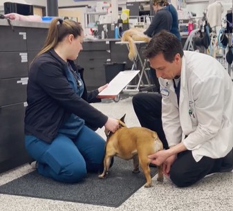 Dr. Peter Gordon, DVM, DACVIM (Neurology), Board-certified Neurologist smiling at a canine patient