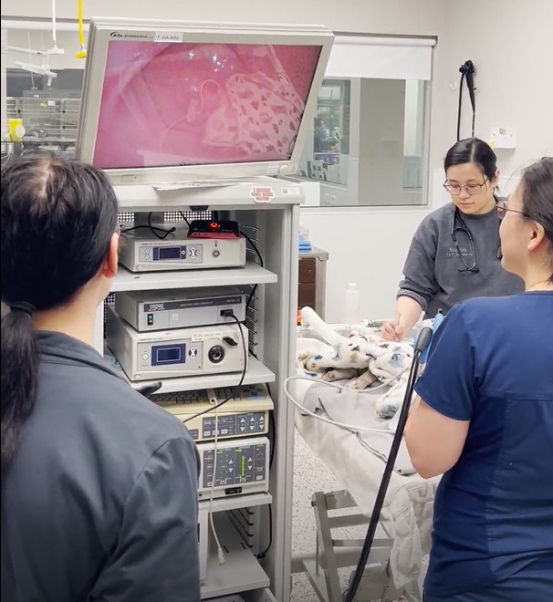 BBVSH internal medicine specialists perform an endoscopic procedure, using state-of-the-art equipment to capture real-time internal images displayed on a monitor.