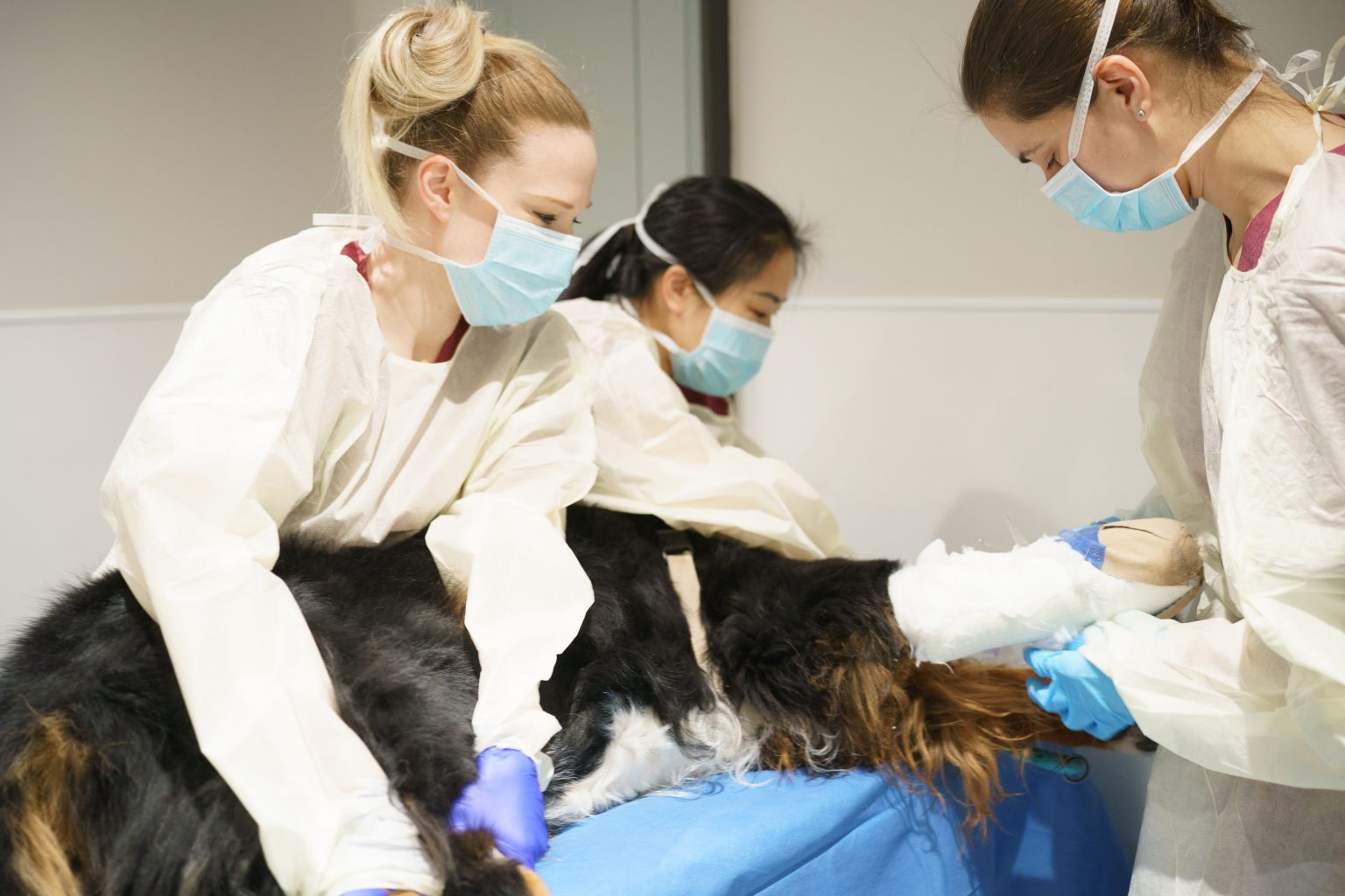 BBVSH’s Veterinary Technician Internship program Offering realworld