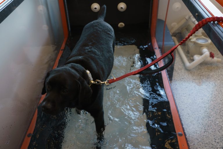A black Labrador retriever is undergoing a hydrotherapy session, walking in an underwater treadmill.