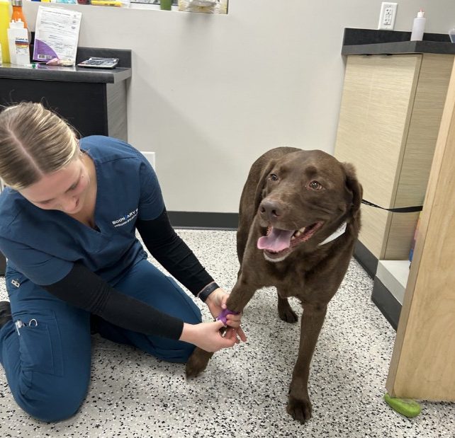 A veterinary professional in blue scrubs kneels on the clinic floor, gently holding a brown dog’s paw while performing a medical procedure. The dog appears calm and content, its tongue out and tail relaxed. The scene captures the supportive and attentive approach of the oncology department in providing care to pets undergoing cancer treatment.