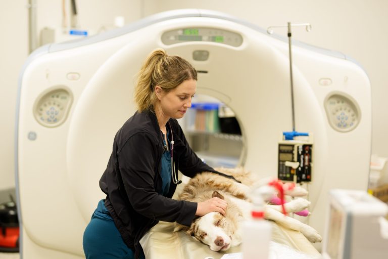 This image shows a veterinary technician carefully preparing a sedated dog for a computed tomography (CT) scan.