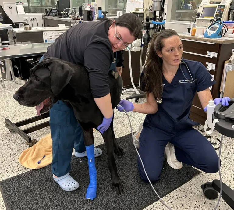In a veterinary hospital treatment area, two veterinary professionals work together to perform an ultrasound on a large black Great Dane.