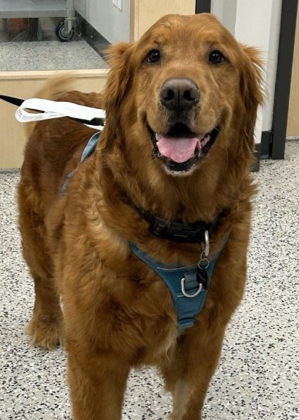 A friendly Golden Retriever with a rich golden coat stands indoors on a speckled floor, wearing a teal harness and leash. Its mouth is slightly open, tongue visible, giving the impression of a warm, happy smile. The setting appears to be a veterinary clinic, where the dog is likely visiting for a Behaviour Medicine consultation aimed at supporting emotional well-being and addressing behavioural needs.
