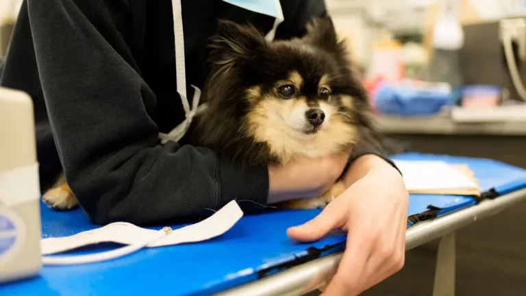 Veterinary internal medicine specialist examining a dog with chronic digestive problems at Boundary Bay Veterinary Specialty Hospital