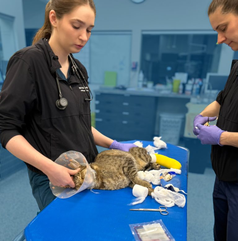 Pain Management in Dogs & Cats | Boundary Bay Veterinary Specialty Hospital