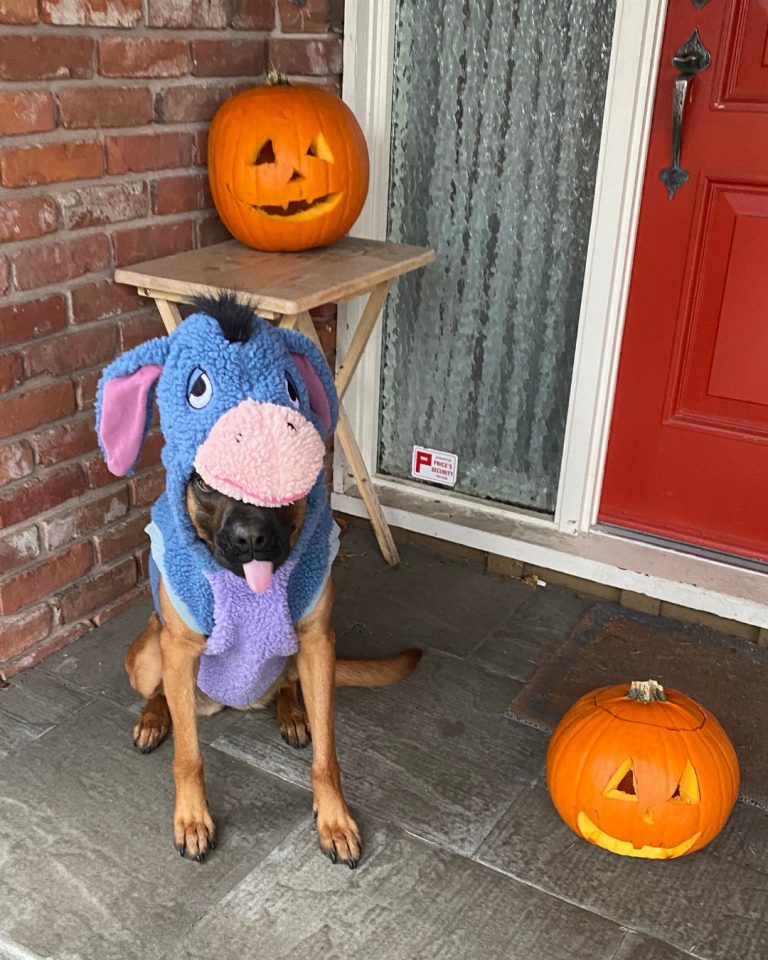 Halloween Pet Safety: Spooky Season and Fall Hazards to Watch For