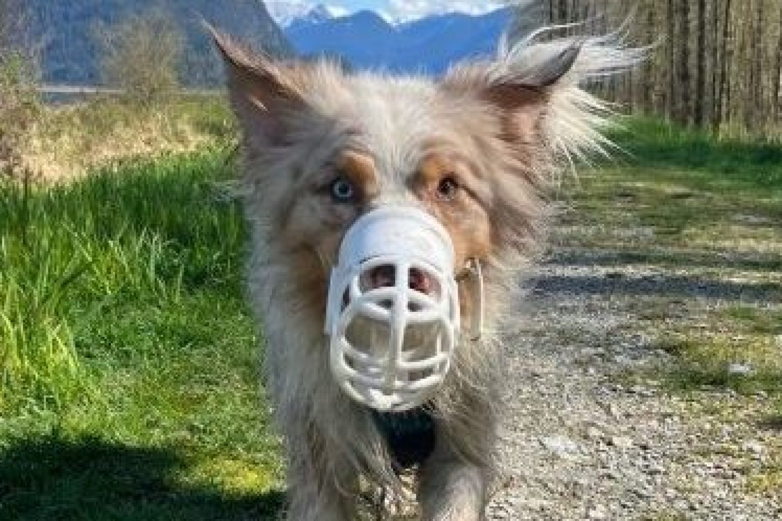 A dog walks on a gravel trail bordered by grass and trees. It is wearing a white basket muzzle as a behaviour accommodation, with snow-capped mountains visible in the distance. This image relates to behaviour medicine and safe handling for dogs requiring special behaviour accommodations.