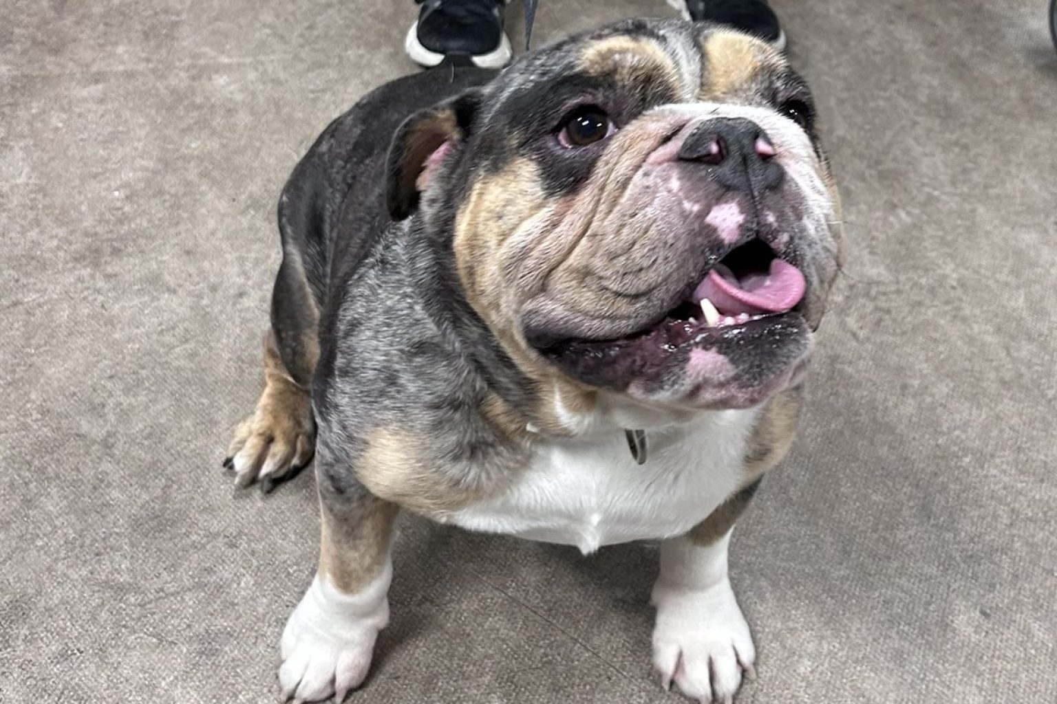 bulldog