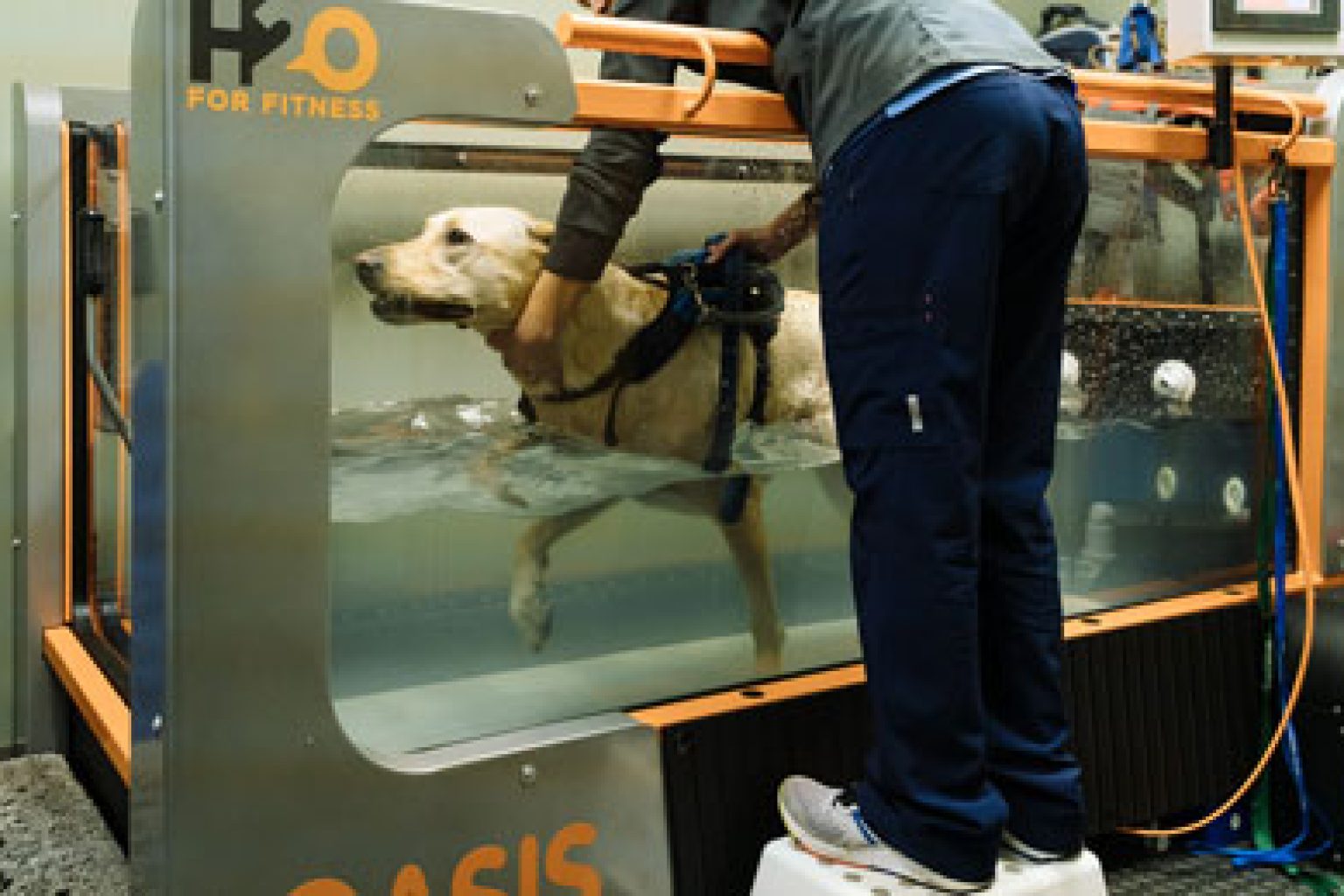 A veterinary rehabilitation specialist assists a dog inside an underwater treadmill unit. The dog wears a harness for support while walking in the water, which helps improve mobility, strength, and recovery.